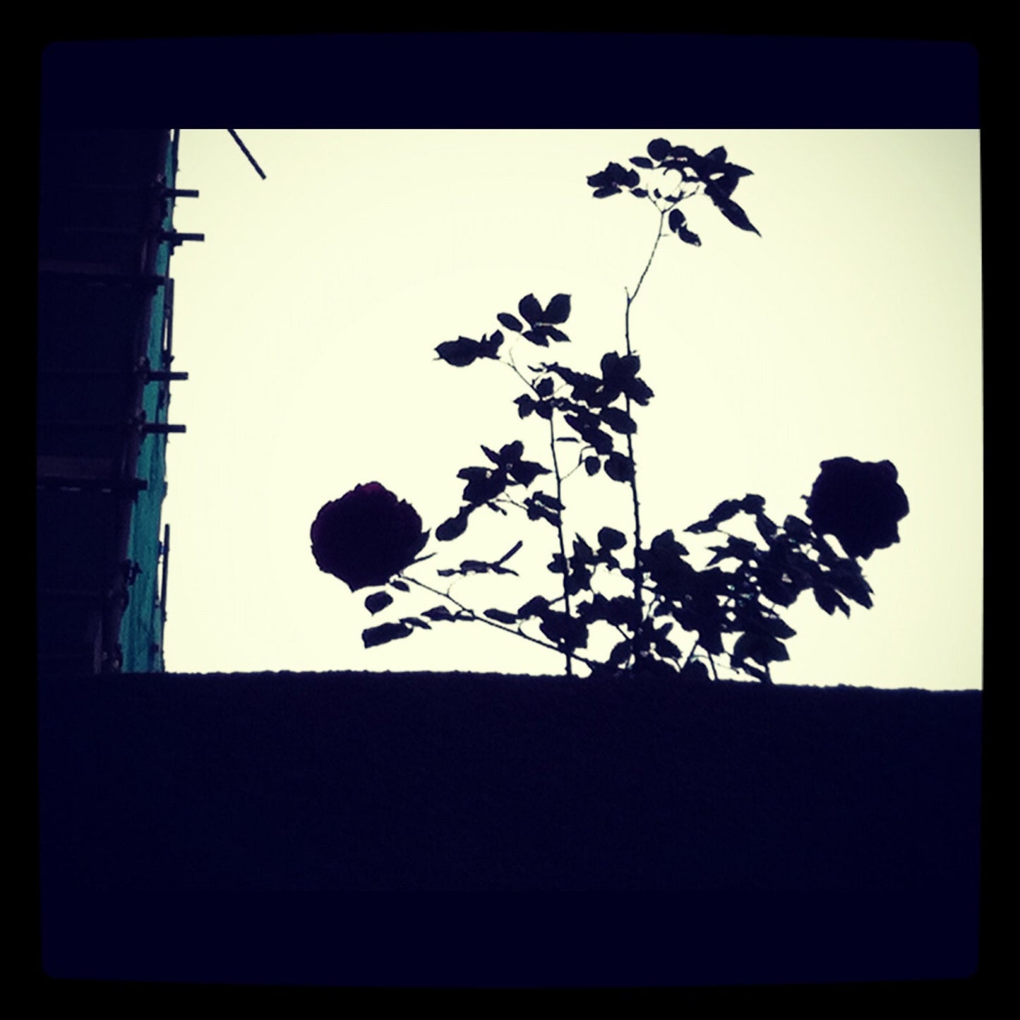 Rose's Skyline Bracciale